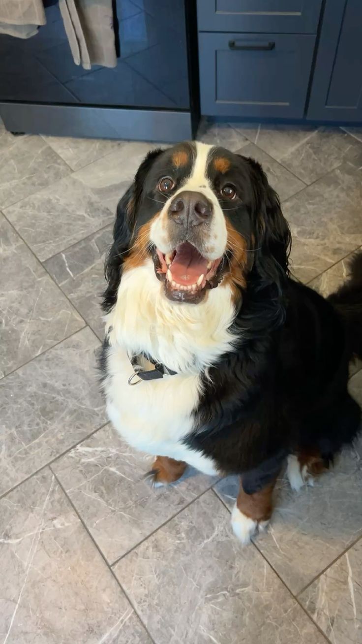 Janet K.'s dog